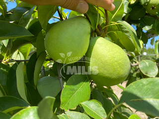 Κοντούλα 7/9 Φωτογραφία 2